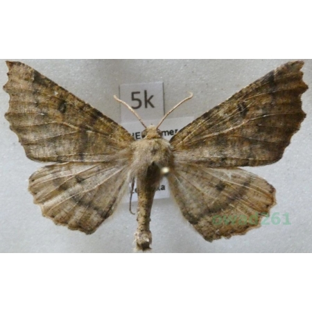 Odontopera bidentata (Clerck, 1759) male Ciośnik dwuzębiak Czech5k